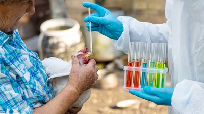 A veterinarian analyzes a chicken