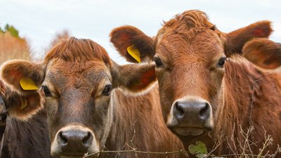 Brown Jersey cows look towards camera