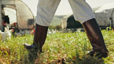 Legs, outdoor and chicken farm with person, inspection and walk on grass for meat, feather or egg production