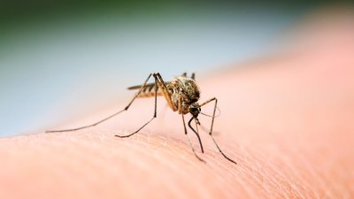 Mosquito sitting on skin