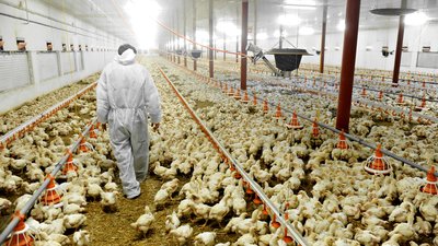 Poultry Farm